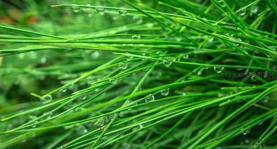 草尖露珠，晨曦中的微光