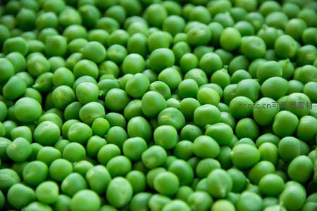 饱满青豆堆，丰收的绿色喜悦