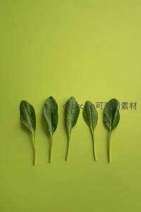 五片绿叶整齐排列构图