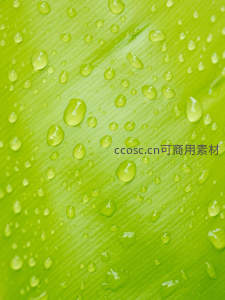 绿叶水珠晶莹剔透微距特写