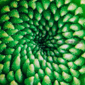 绿色花蕊螺旋排列如星云