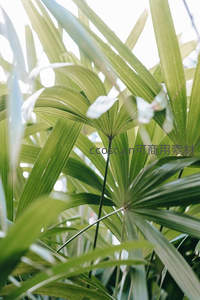 绿意盎然的棕榈叶在阳光下舒展