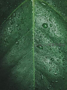 雨后绿叶上的晶莹水珠特写