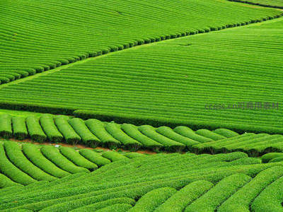 翠绿茶园梯田如画，层层叠叠绿意盎然