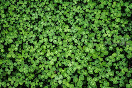 青翠三叶草微距特写