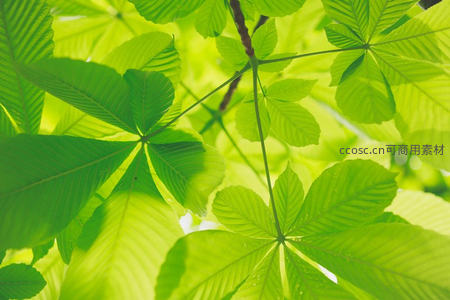 阳光穿透的翠绿叶片特写