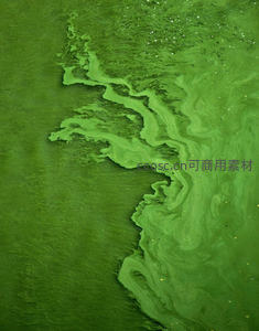 水面浮藻如碧玉流淌，自然纹理奇幻