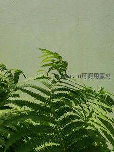 蕨叶在光影下舒展生机