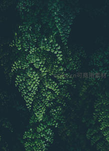 密集蕨类叶片构成绿色纹理