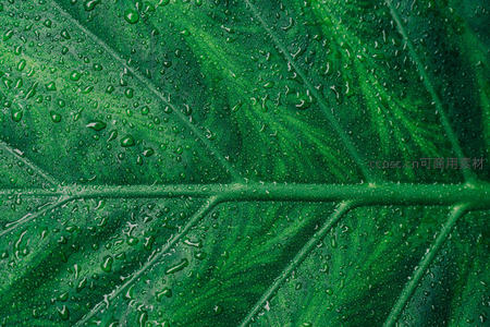 水珠点缀绿叶脉络清晰可见