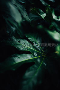 雨后深绿叶片上的晶莹水珠