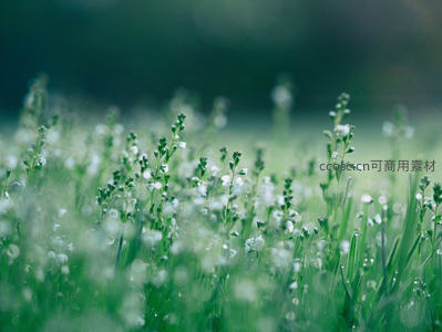 晨雾中摇曳的白色小花草地