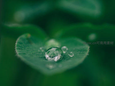 绿叶上滚动的透明露珠，映照世界