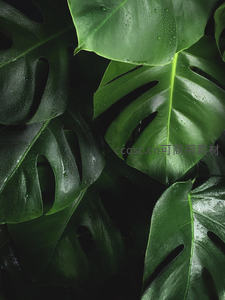 龟背竹叶片上的晶莹水珠特写