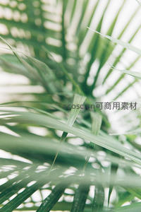 绿意盎然的棕榈叶特写