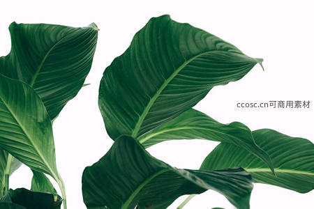 翠绿叶片特写展现自然纹理之美