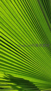 阳光穿透的棕榈叶脉络