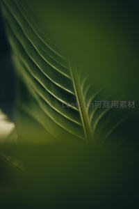 绿叶脉络特写，自然纹理之美