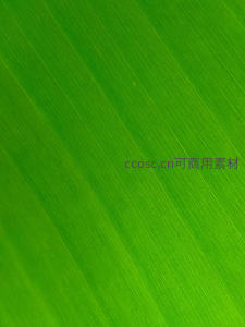 翠绿叶片纹理满屏背景