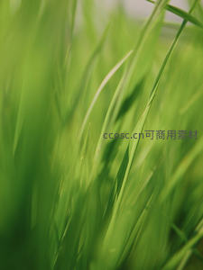 晨光中的青草朦胧特写