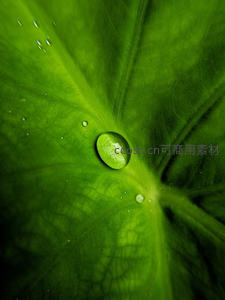 绿叶上的晶莹水珠特写
