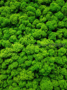 航拍视角下的茂密绿植