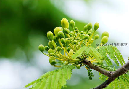 嫩绿花苞待绽放，枝头新叶显生机