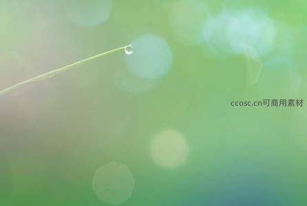 晨露轻悬草尖，光影斑驳如梦