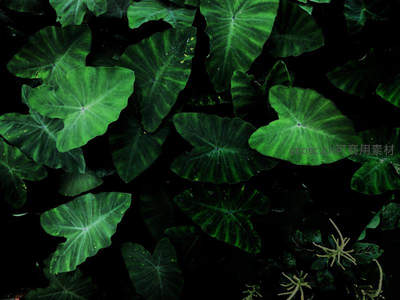 深绿芋叶夜景，光影交错如画