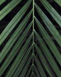 棕榈叶对称构图，几何绿意美学