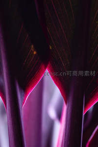 深紫叶片缝隙透出的粉红光晕