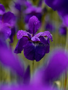 雨后紫鸢尾的晶莹之美