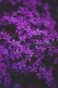 密集绽放的紫色小花丛微距摄影