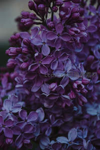 深紫丁香花簇微距特写绽放