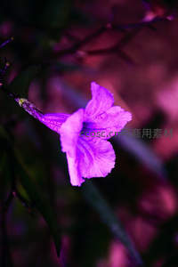 单朵紫花在暗影中优雅绽放