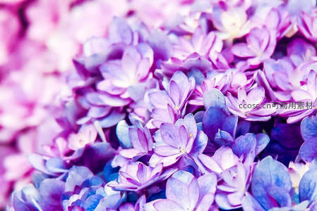 梦幻紫蓝色绣球花簇特写
