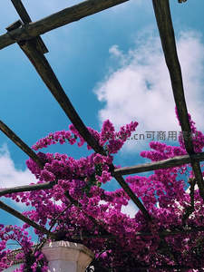 木架上盛放的紫三角梅