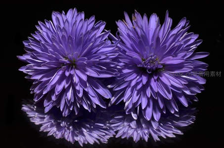 两朵紫色菊花对称绽放水面倒影如镜