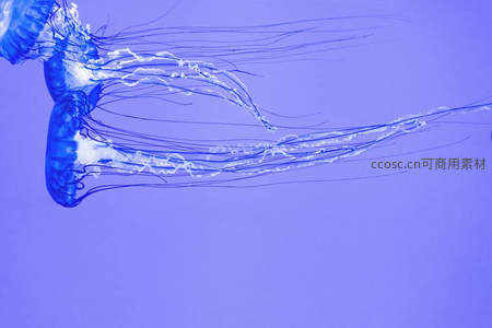 深海水母优雅漂浮姿态