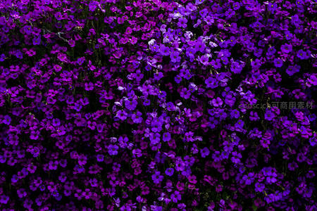 紫色花海绽放，浪漫满园春意盎然