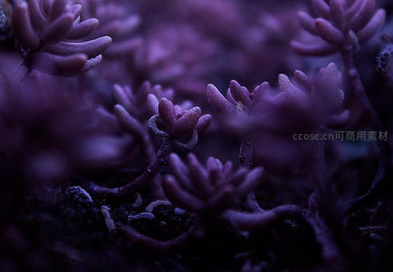 紫调多肉植物微距世界