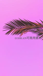 棕榈叶影映粉空，热带风情尽显柔美