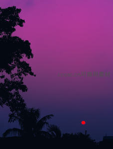 紫红暮色下树影与落日剪影美景