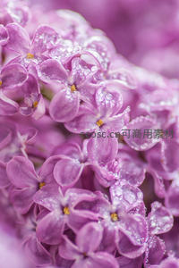 带露珠的紫色丁香花微距特写