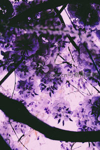 紫藤花海仰拍，梦幻紫色光影交织