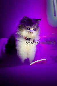 紫光下的萌猫，毛茸茸的可爱小精灵