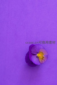 紫色三色堇静置于同色系背景之上