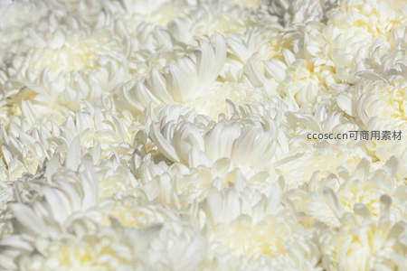 洁白菊花簇拥绽放特写