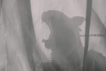 猫咪剪影在纱帘后打哈欠的瞬间