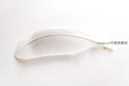 单根洁白羽毛静置于纯白背景